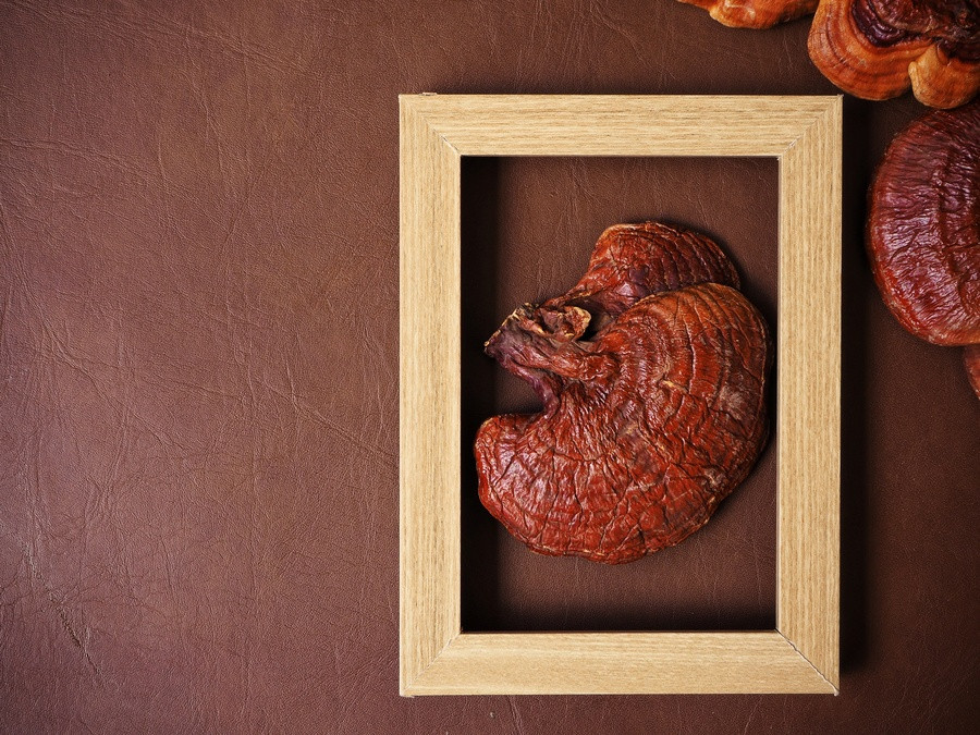 4 benefícios do cogumelo Reishi